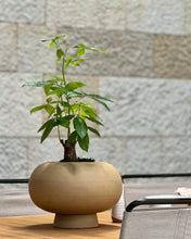 Load image into Gallery viewer, Kabin Vase, Dezato - Sand
