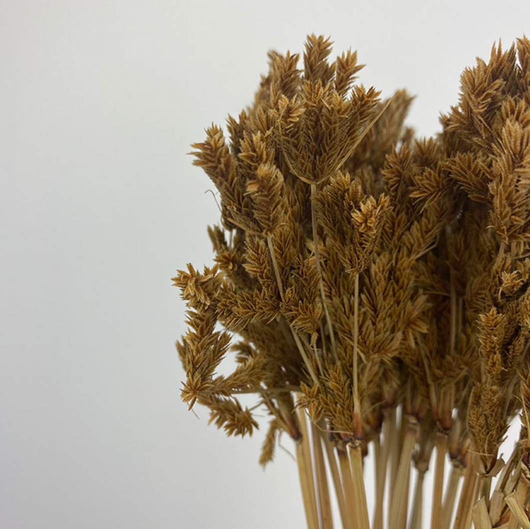 Dried Umbrella Sedge