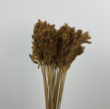 Load image into Gallery viewer, Dried Umbrella Sedge
