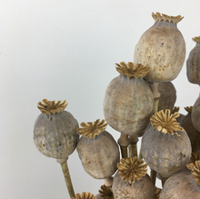 Load image into Gallery viewer, Dried Poppy Heads
