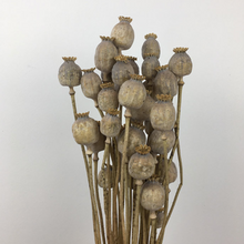 Load image into Gallery viewer, Dried Poppy Heads
