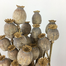 Load image into Gallery viewer, Dried Poppy Heads
